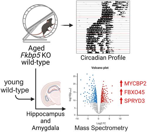 Fkbp5 gene deletion: Circadian rhythm profile and brain proteomics in aged mice.