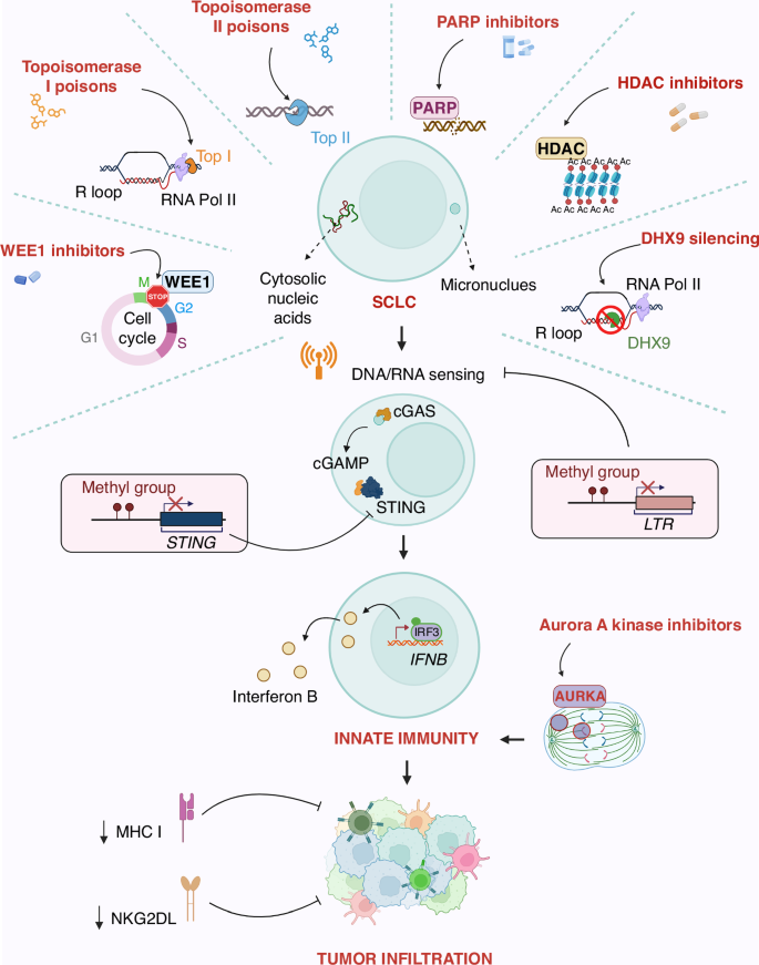 Stimulation of cGAS-STING pathway as a challenge in the treatment of small cell lung cancer: a feasible strategy?