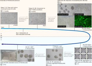 Assembly of a stem cell-derived human postimplantation embryo model