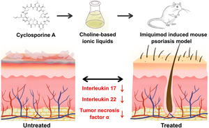 Choline-based ionic liquids enhance the dermal delivery of cyclosporine a for potential treatment of psoriasis.