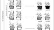 The soil legacy produced by grass-endophyte-mycorrhizae fungi interaction increases legume establishment