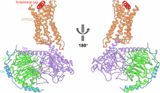 Exploring the constitutive activation mechanism of the class A orphan GPR20