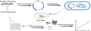 Construction and optimization of a genetic transformation system for efficient expression of human insulin-GFP fusion gene in flax.