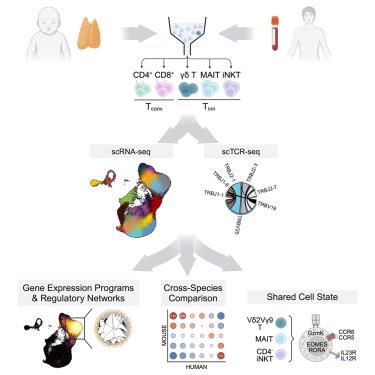 Unraveling the phenotypic states of human innate-like T cells: Comparative insights with conventional T cells and mouse models