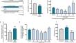 Kynurenic acid protects against ischemia/reperfusion injury by modulating apoptosis in cardiomyocytes.