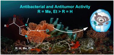 Gold(i) and gold(iii) carbene complexes from the marine betaine norzooanemonin: inhibition of thioredoxin reductase, antiproliferative and antimicrobial activity†