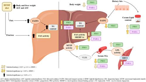 Comparative effects of viable Lactobacillus rhamnosus GG and its heat-inactivated paraprobiotic in the prevention of high-fat high-fructose diet-induced non-alcoholic fatty liver disease in rats.