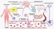 Review on the Role of Mitochondrial Dysfunction in Septic Encephalopathy.