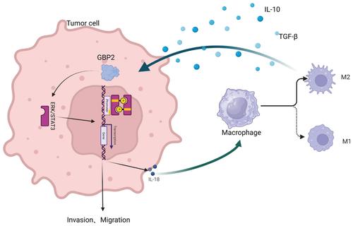 Crosstalk between GBP2 and M2 macrophage promotes the ccRCC progression