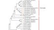 Efficient RNA interference method by feeding in Brachionus plicatilis (Rotifera).