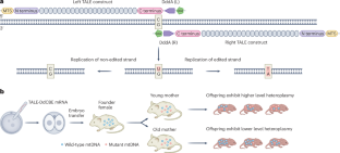 Older age reduces mtDNA mutation inheritance