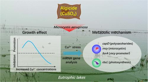 Dual Role of Cu2+ in the Physiological Growth and Metabolism of Microcystis aeruginosa