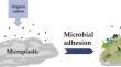 Biofilms on microplastic surfaces and their effect on pollutant adsorption in the aquatic environment