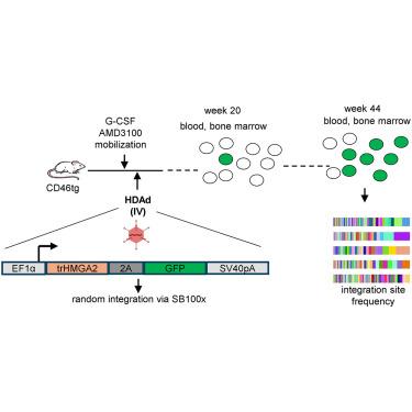 Auto-expansion of in vivo HDAd-transduced hematopoietic stem cells by constitutive expression of tHMGA2