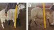 Comparative study of the reproductive and growth performance of the Hamra and Rumbi ovine breeds.