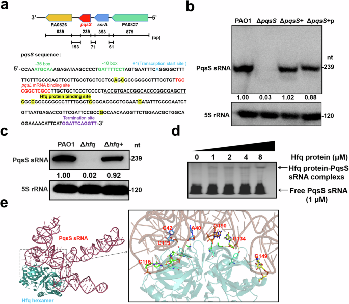 Hfq-binding small RNA PqsS regulates Pseudomonas aeruginosa pqs quorum sensing system and virulence