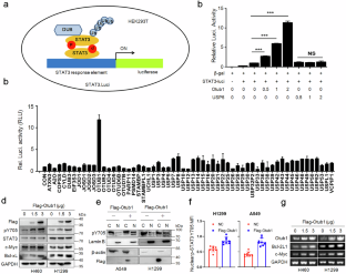 Inhibiting the Otub1/phosphorylated STAT3 axis for the treatment of non-small cell lung cancer.