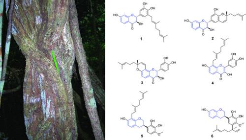 Antimicrobial Dihydroflavonols and Isoflavans Isolated from the Root Bark of Dalbergia gloveri