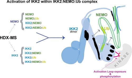 HDX-MS Analysis of Catalytic Activation of IKK2 in the IκB Kinase Complex.