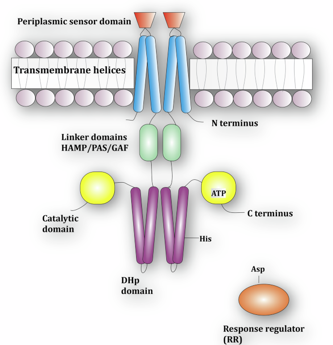 Mechanism of activation and autophosphorylation of a histidine kinase