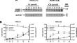 Insoluble HIFa protein aggregates by cadmium disrupt hypoxia-prolyl hydroxylase (PHD)-hypoxia inducible factor (HIFa) signaling in renal epithelial (NRK-52E) and interstitial (FAIK3-5) cells