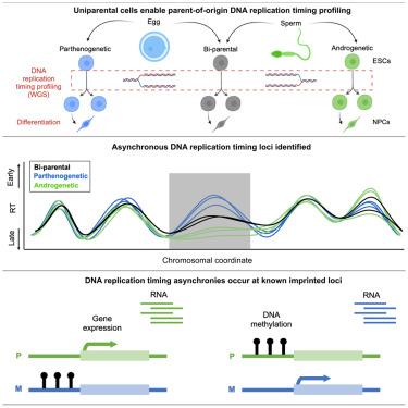 Parent-of-origin-specific DNA replication timing is confined to large imprinted regions.