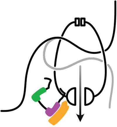 In through the out door: A loop-binding-first model for topological cohesin loading