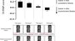 Predicting and Interpreting Patterns of Responding on the IRAP in the Context of Facial Emotions and Depression