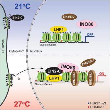 LHP1 and INO80 cooperate with ethylene signaling for warm ambient temperature response by activating specific bivalent genes