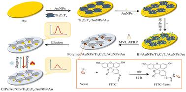 Fabrication and properties of temperature-responsive imprinted sensors based on fluorescently labeled yeast cells via MVL ATRP†