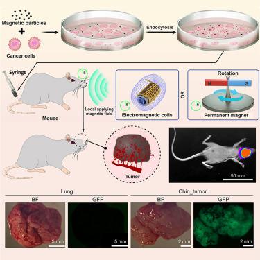 Magnetically powered cancer cell microrobots for surgery-free generation of targeted tumor mouse models