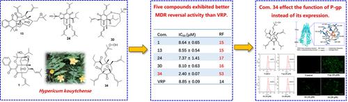 Hyperkouytones A—O, New Polyprenylated Acylphloroglucinols from Hypericum kouytchense with Multidrug Resistance Reversal Activity