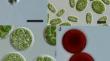 Content of Primary and Secondary Carotenoids in the Cells of Cryotolerant Microalgae Chloromonas reticulata