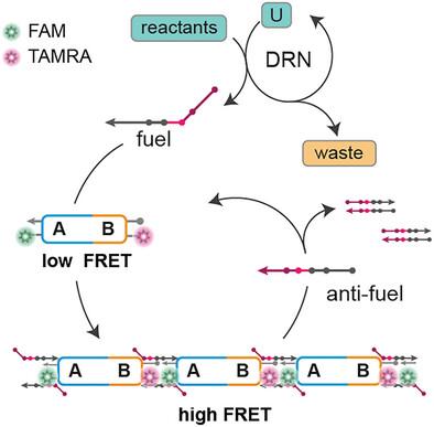 Coupling DNA Origami Filament Growth to an Autocatalytic Production of Fuel