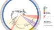 Structural, Biochemical, and Phylogenetic Analysis of Bacterial and Fungal Carbohydrate Esterase Family 15 Glucuronoyl Esterases in the Rumen.