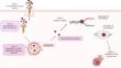 Advances in immunotoxin engineering: precision therapeutic strategies in modern oncology.