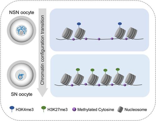 The chromatin accessibility landscape of mouse oocytes during configuration transition.