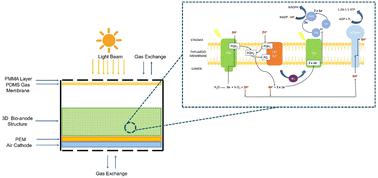 Electricity generation using a microbial 3D bio-anode embedded bio-photovoltaic cell in a microfluidic chamber