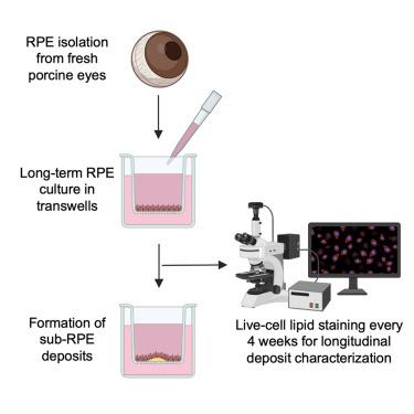 Longitudinal characterization of sub-retinal pigment epithelium deposit formation in a primary porcine tissue culture model of dry age-related macular degeneration