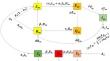 Complex dynamics of a fractional-order monkeypox transmission system with saturated recovery function