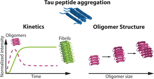 Unraveling the Structure and Dynamics of Ac-PHF6-NH<sub>2</sub> Tau Segment Oligomers.