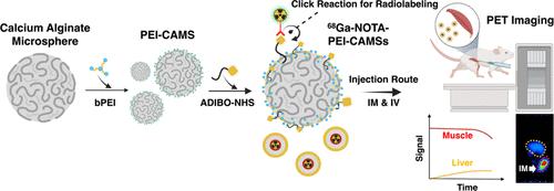 Development of Alginate-Based Biodegradable Radioactive Microspheres Labeled with Positron Emitter through Click Chemistry Reaction: Stability and PET Imaging Study.