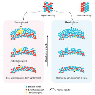 Metabolic interactions control the transfer and spread of plasmid-encoded antibiotic resistance during surface-associated microbial growth.