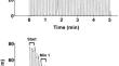 Muscle microvascular oxygen delivery limitations during the contraction phase of intermittent maximal effort contractions