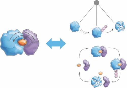 Extrapolating Lessons from Targeted Protein Degradation to Other Proximity-Inducing Drugs