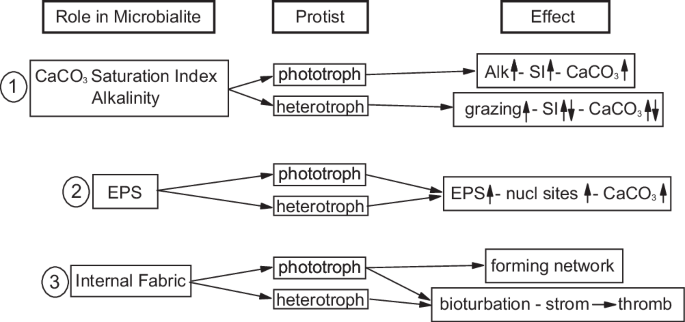 The eukaryome of modern microbialites reveals distinct colonization across aquatic ecosystems.