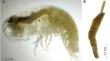 Echinogammarus lusitanicus (Amphipoda), a New Intermediate Host of Echinorhynchus truttae (Acanthocephala: Echinorhynchidae)