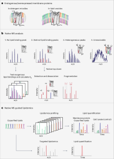 Native MS-guided lipidomics to define endogenous lipid microenvironments of eukaryotic receptors and transporters.