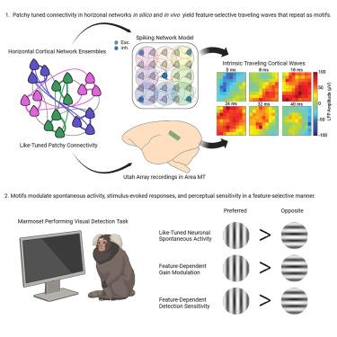 Horizontal cortical connections shape intrinsic traveling waves into feature-selective motifs that regulate perceptual sensitivity.