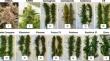 Metabolic characterization and transcriptional profiling of polyphenols in Cannabis sativa L. inflorescences with different chemical phenotypes.